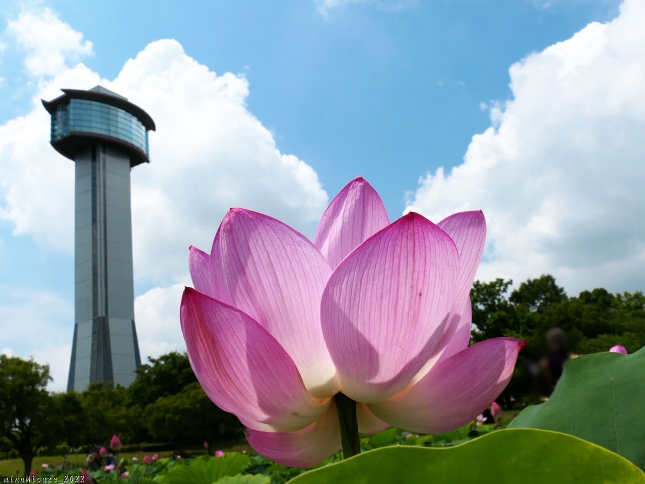 古代ハスの里 の花ハス 22 2 綺麗に咲き進み 見頃継続中です 埼玉県 行田市 行田 羽生 加須 埼玉県 の旅行記 ブログ By Minamicazeさん フォートラベル 古代ハスの里 の花ハス 22 2 綺麗に咲き進み 見頃継続中です 埼玉県 行田市 行田 羽生 加須 埼玉県 の旅行記 ブログ By Minamicazeさん フォートラベル