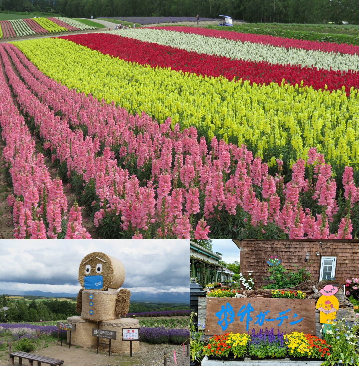 北海道のガーデンロードと大雪山 ラベンダーの富良野 3 1 美瑛 びえい 北海道 の旅行記 ブログ By Ma Yuさん フォートラベル