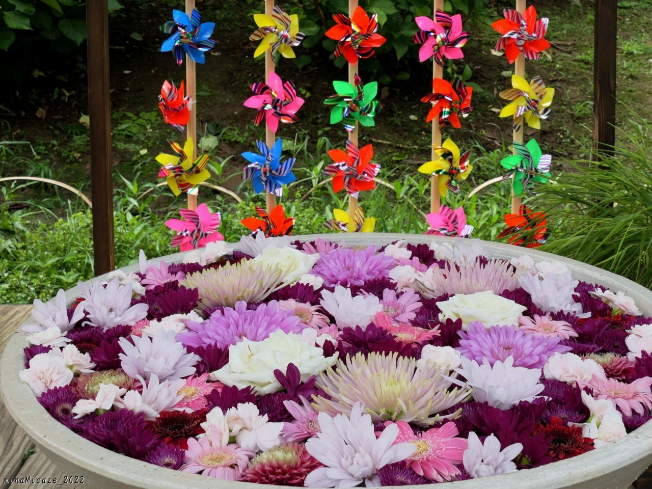 あしかがフラワーパーク の夏の花 22 熱帯性スイレンが咲き始め 夏の花手水が始まりました 足利市 足利 栃木県 の旅行記 ブログ By Minamicazeさん フォートラベル