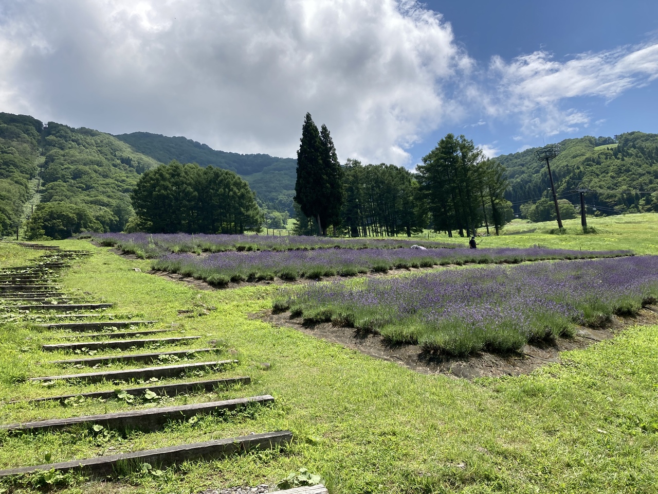 ラベンダーや百合が咲く野尻湖テラスでトレッキング 斑尾 長野県 の旅行記 ブログ By わんこさん フォートラベル ラベンダーや百合が咲く野尻湖テラスでトレッキング 斑尾 長野県 の旅行記 ブログ By わんこさん フォートラベル