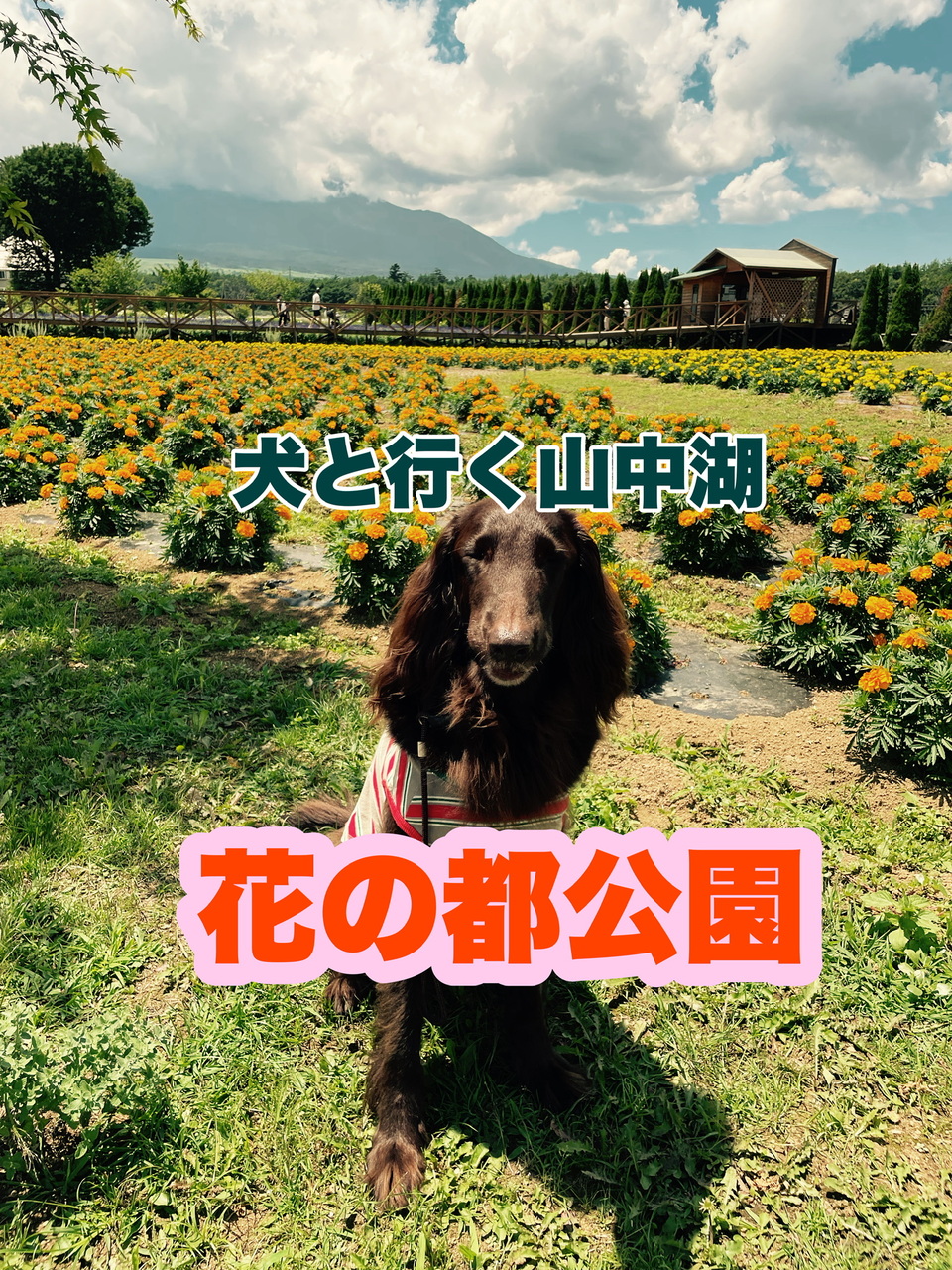 大型犬と行く 花の都公園 7 23 忍野 山梨県 の旅行記 ブログ By Lunamuchaさん フォートラベル