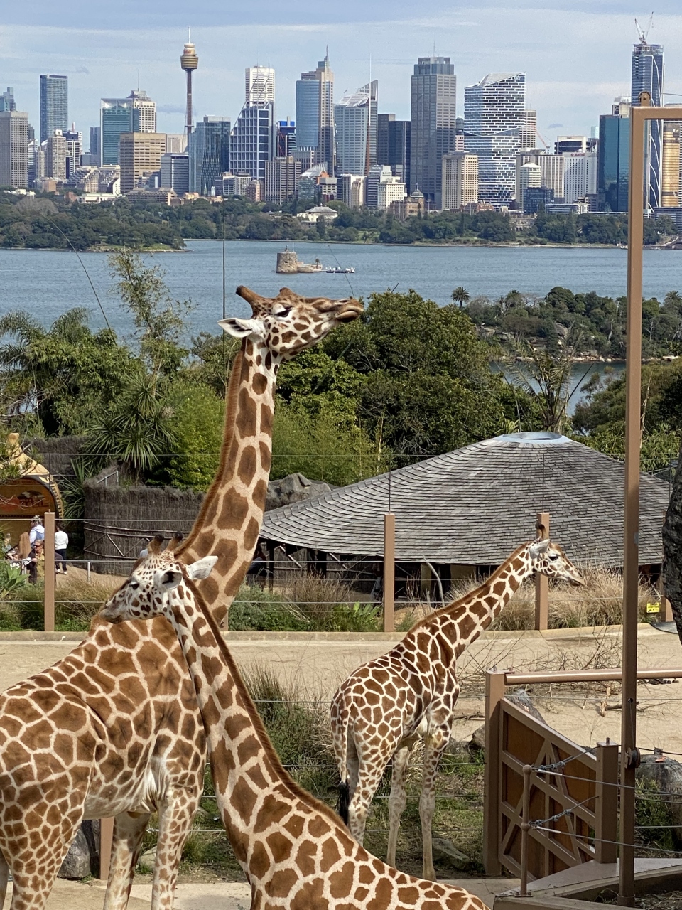 『シドニー 2022年夏休み 8日間満喫の旅! 34日目』シドニー(オーストラリア)の旅行記・ブログ by ここちゃんさん【フォートラベル】