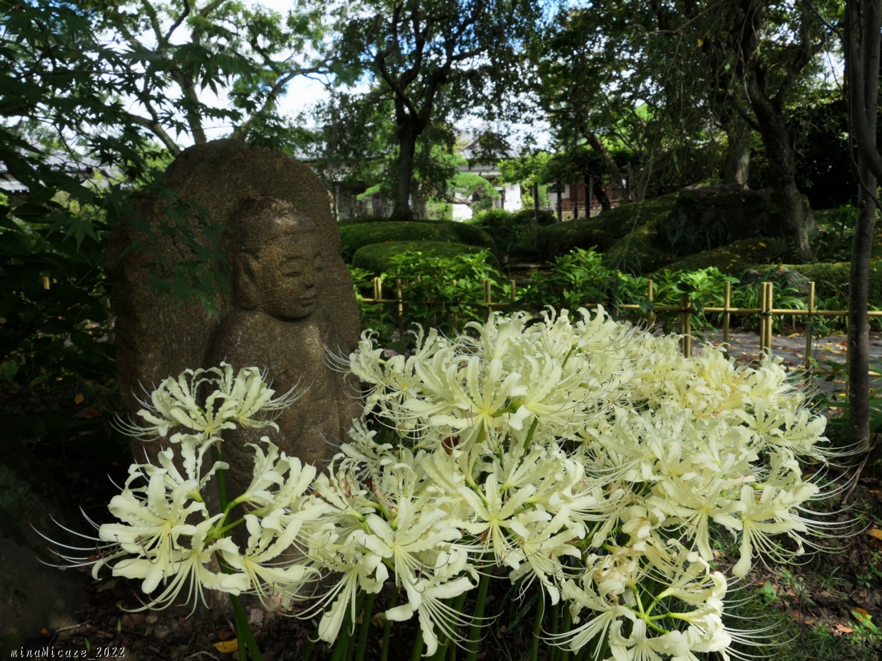 常楽寺 の彼岸花 22 3 白い花が咲き揃って 見頃継続中でした 群馬県 太田市 太田 群馬県 の旅行記 ブログ By Minamicazeさん フォートラベル