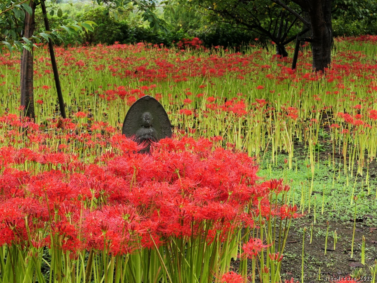 恩林寺 の彼岸花 22 2 だいぶ咲き進んで 見頃が始まっていました 群馬県 邑楽町 邑楽 大泉 群馬県 の旅行記 ブログ By Minamicazeさん フォートラベル 恩林寺 の彼岸花 22 2 だいぶ咲き進んで 見頃が始まっていました 群馬県 邑楽町 邑楽 大泉 群馬県 の旅行記 ブログ By Minamicazeさん フォートラベル