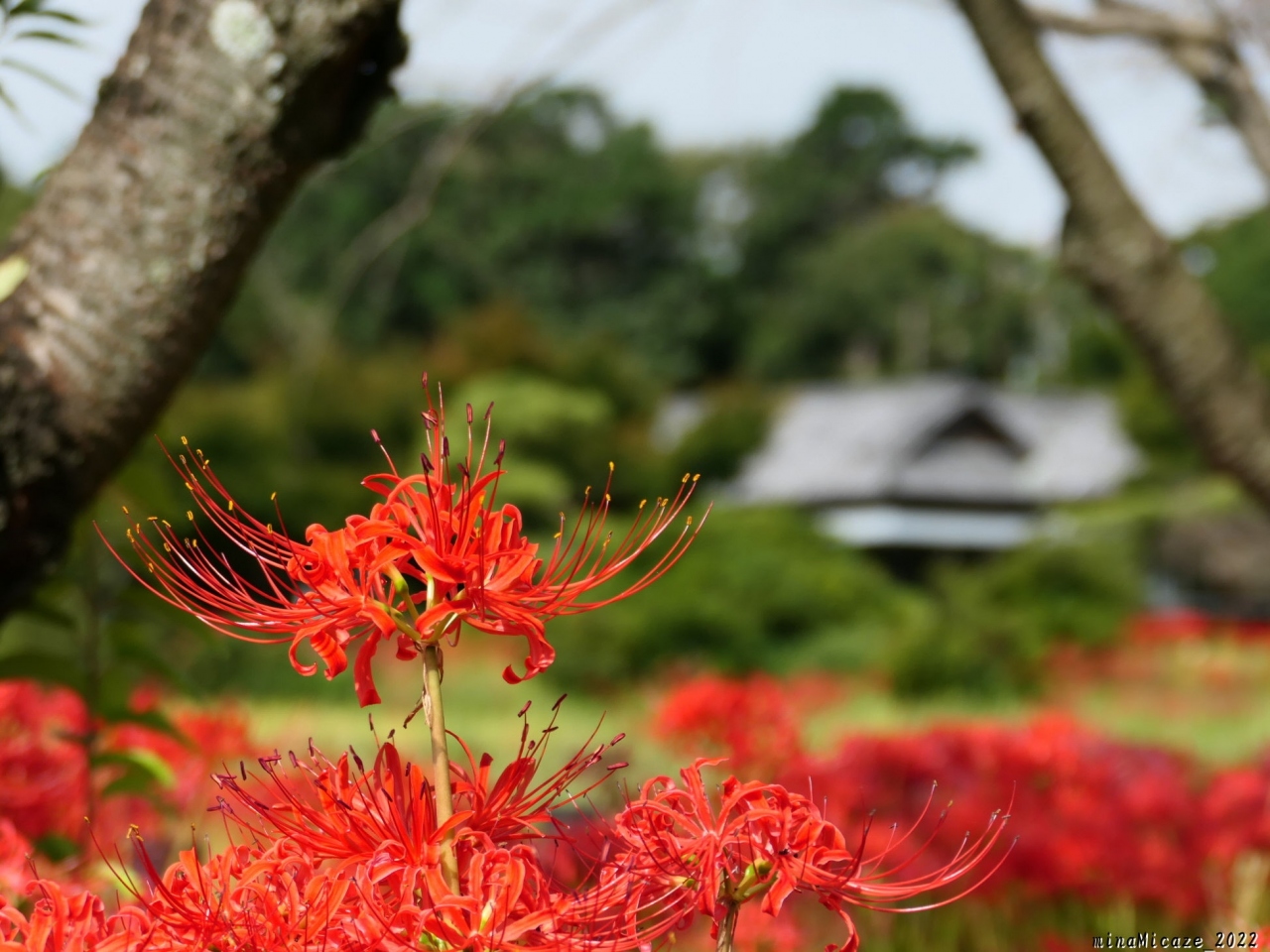 つつじが岡第二公園 の彼岸花 22 2 見頃終盤ですが まだ咲き揃っていました 群馬県 館林市 館林 群馬県 の旅行記 ブログ By Minamicazeさん フォートラベル
