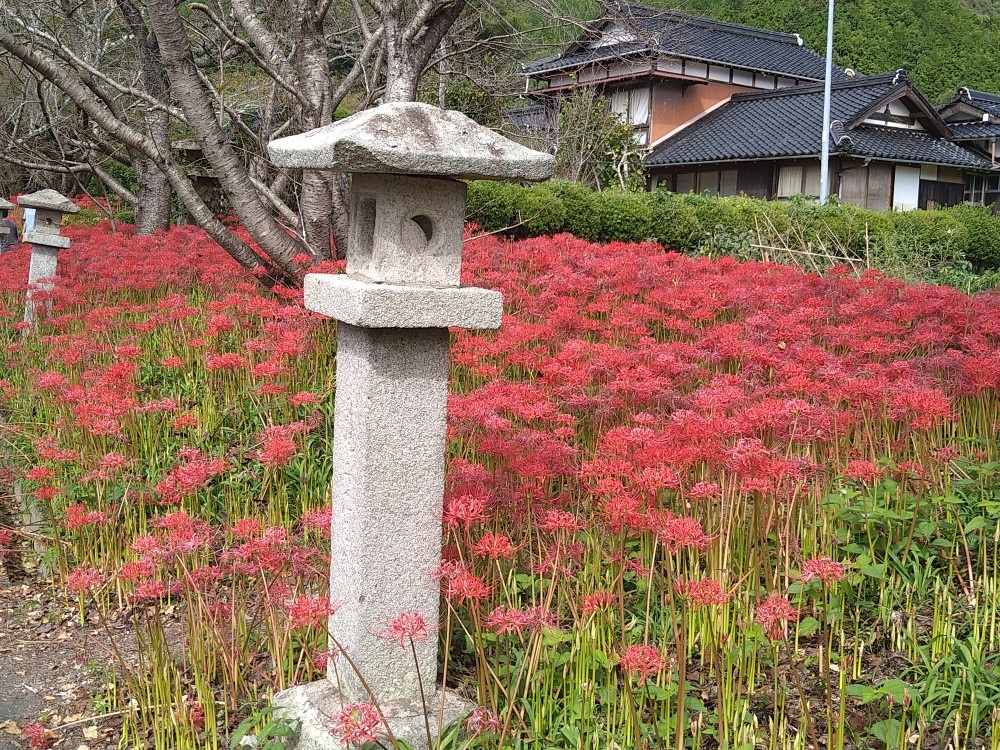 鰐鳴八幡宮の彼岸花 綺麗に咲いていました 山口市 山口県 の旅行記 ブログ By ソネッチさん フォートラベル