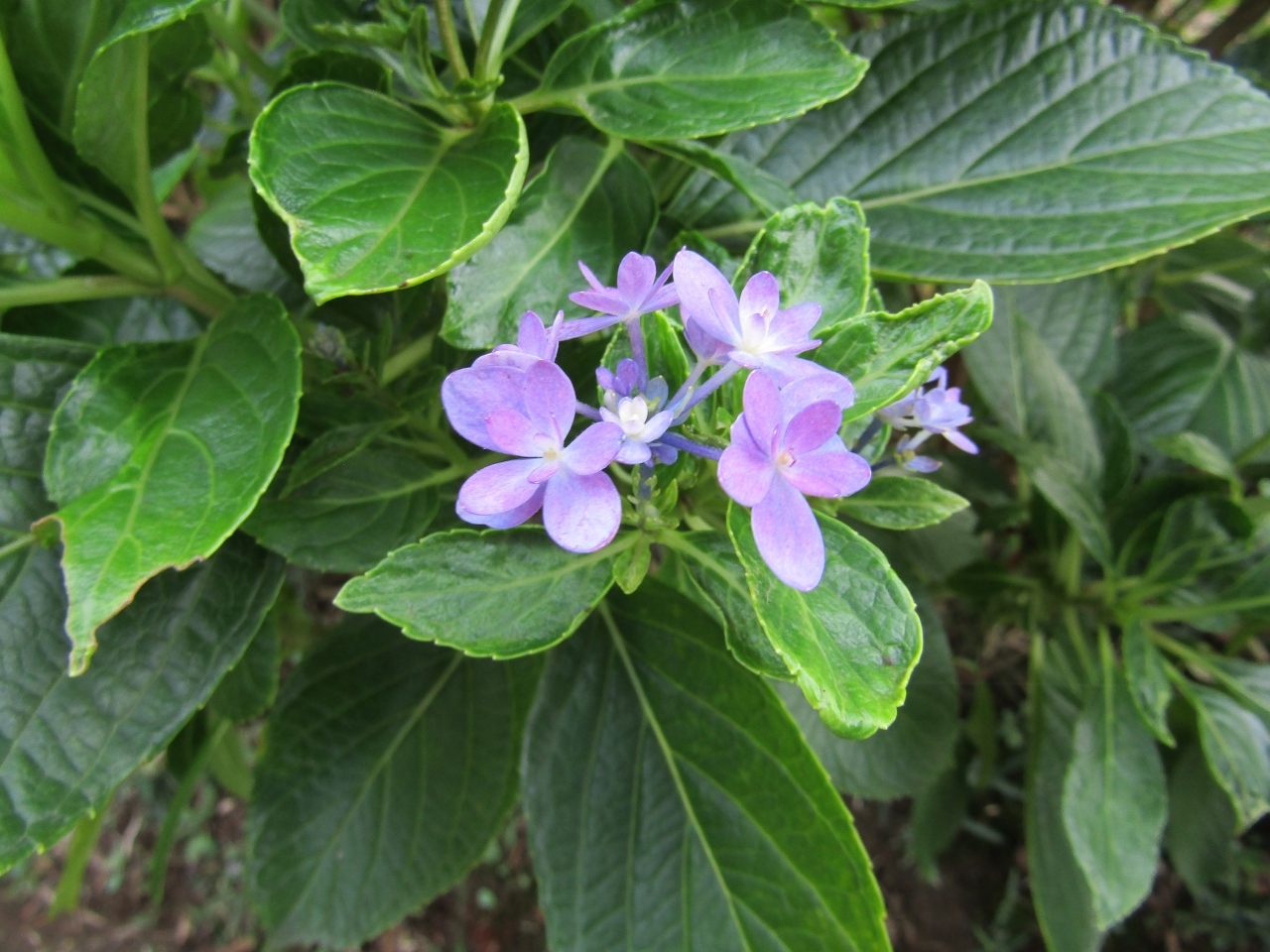 秋に開花しつつある紫陽花 ダンスパーティ 戸塚 いずみ野 港南台 神奈川県 の旅行記 ブログ By ドクターキムルさん フォートラベル 秋に開花しつつある紫陽花 ダンスパーティ 戸塚 いずみ野 港南台 神奈川県 の旅行記 ブログ By ドクターキムルさん フォートラベル