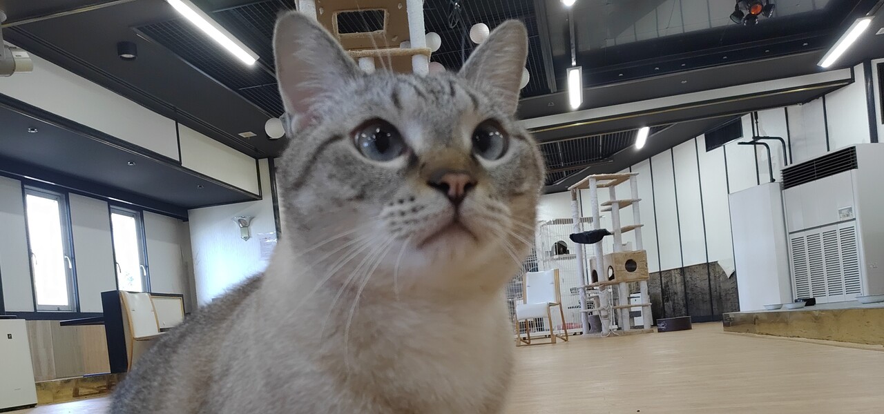 猫さまがお出迎え まったり過ごす西浦温泉の女性専用旅館 O 猫カフェ編 西浦 幡豆 愛知県 の旅行記 ブログ By りんごさん フォートラベル