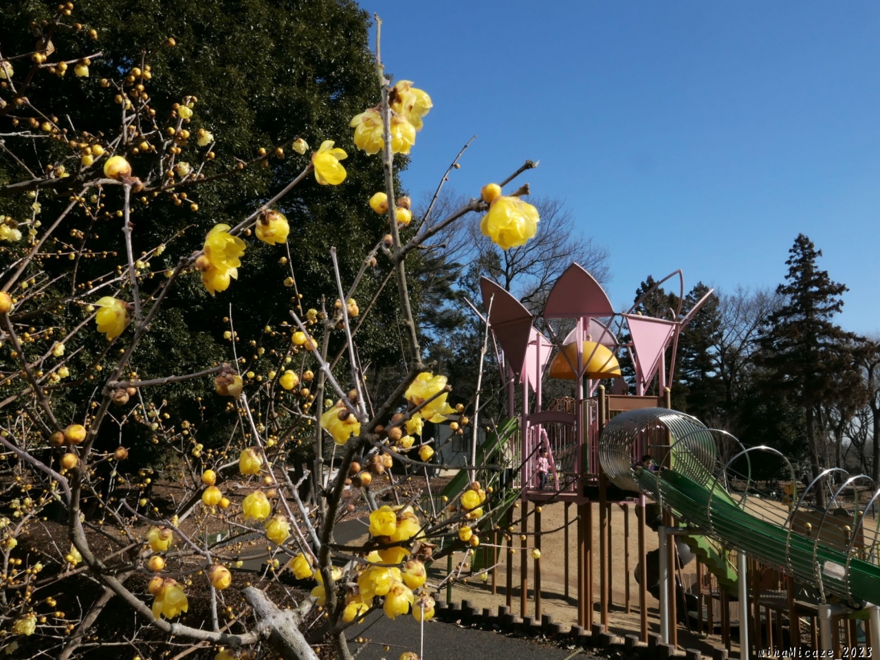 東松山ぼたん園 のロウバイ 23 園の西縁に沿って 綺麗に咲いていました 東松山市 東松山 埼玉県 の旅行記 ブログ By Minamicazeさん フォートラベル