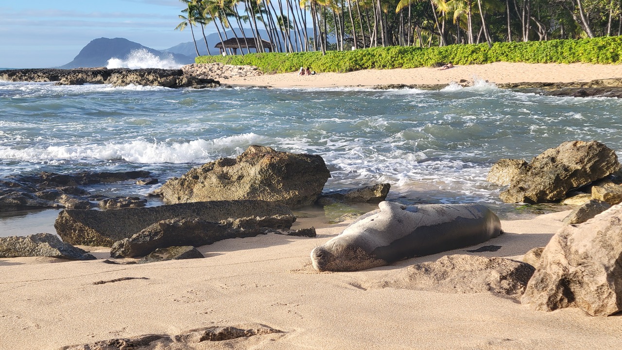 『マリオットコオリナリゾートからオアフ島1周の旅パート2』オアフ島(ハワイ)の旅行記・ブログ by コーリナサンズさん【フォートラベル】