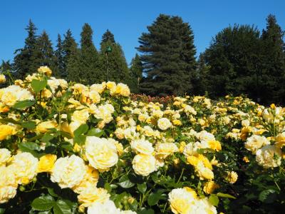 バンクーバーの写真