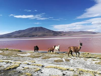 日本⇔アメリカ経由でメキシコ、ボリビア、ペルーへの行き方』Sakiyama