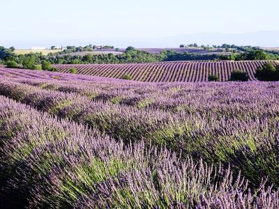 エクス=アン=プロヴァンスの写真