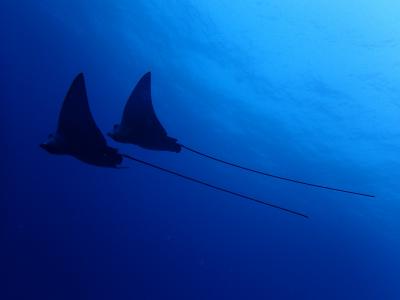 バア環礁の写真