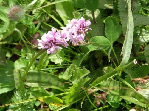 スイスの旅NO8 メンリッヘンからクライネシャイデックまで花の道に咲く花