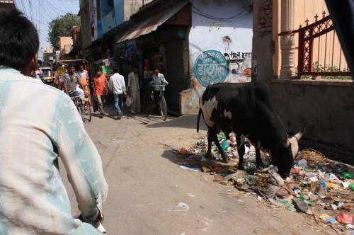 インドでバックパッカーもみくしゃの旅④ 【ヒンドゥー教7大聖地の1つ、マトゥラー】