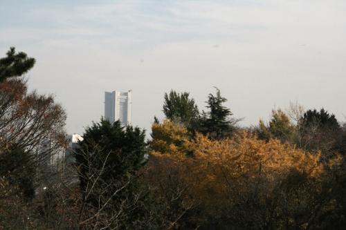 県立保土ヶ谷公園　紅葉が綺麗な晩秋　12月/2010