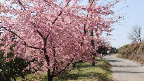 豊前「道の駅おこしかけ」 河津桜 空の青さと花びらのピンクが調和して自然が映し出す優雅な景色に目をうばわれました☆