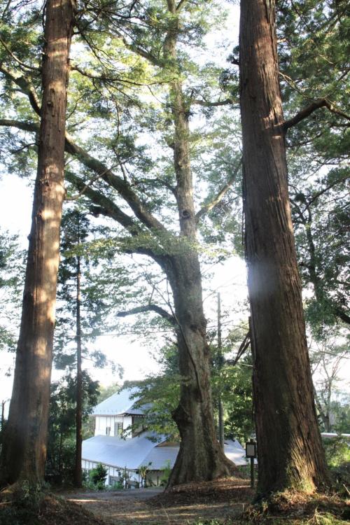 「荒橿神社のケヤキ」これがカメラファインダー一杯