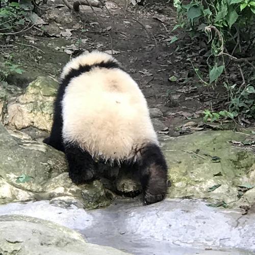 尻尾は白
