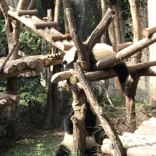 双子