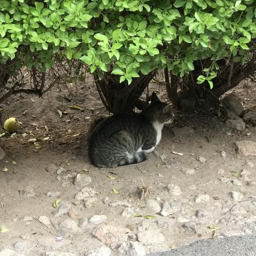 ぬこ