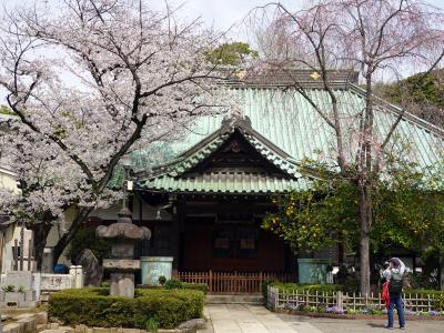 　地下鉄根津駅から芸大美術館に向って歩くと途中に玉林寺が有ります。<br />横綱千代の富士の国民栄誉賞受賞を記念して銅像を建てたそうです。<br />立寄って見ましょう。