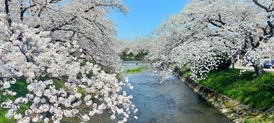 ■ 五条川　さくらのアーチ、青空とのコントラストがきれい