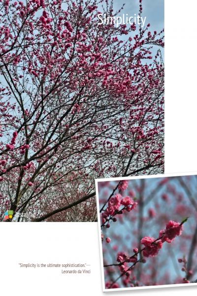 寒緋桜でしょうか。