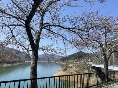 箱ケ瀬橋を背にした風景です。桜は5分咲きで、つぼみが目立ちます。