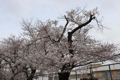 東京では４月４日に桜の満開が宣言されました。<br />まずは、碑文谷公園へ