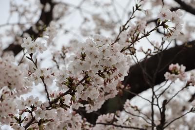 碑文谷公園の桜はほぼ満開