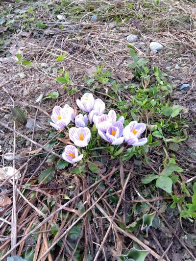 　雪がとけた自宅の花壇に、クロッカスが咲きました。