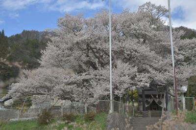 長野市泉平の「神代桜」は長野市街地から車で25分ほどの西北部の中山間地、芋井地区の泉平集落にある。樹高10メートル、目通り周囲11.3メートル、樹齢約1200年で堂々たる古木。