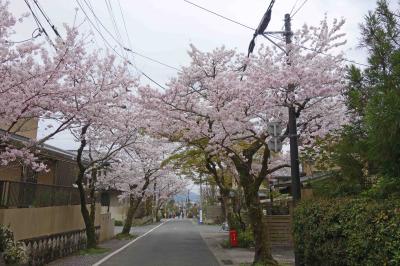 例年、３月下旬に満開を迎え散り始めてしまう京都の桜ですが、今年は１０日ほども遅れての開花で、今が満開のようです。<br />毘沙門堂へと至る緩い坂道の両側にも桜が綺麗に咲いています。