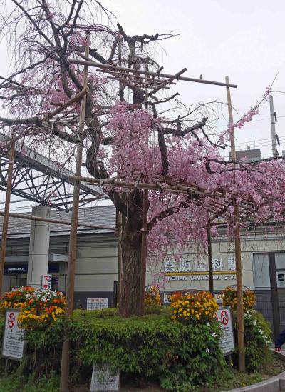 今回は３時間の限られた時間内で京都の桜を愛でるという超ショートツアーのため、駅から近く所要時間の判る範囲で訪れることとしましたが、結果的に昨年１２月に紅葉を観に訪れた毘沙門堂と醍醐寺を再訪ということとしました。<br />ＪＲ山科駅前の枝垂れ柳。<br />曇天の空からは早くもポツリポツリと雨粒が落ちてきてしまいました。