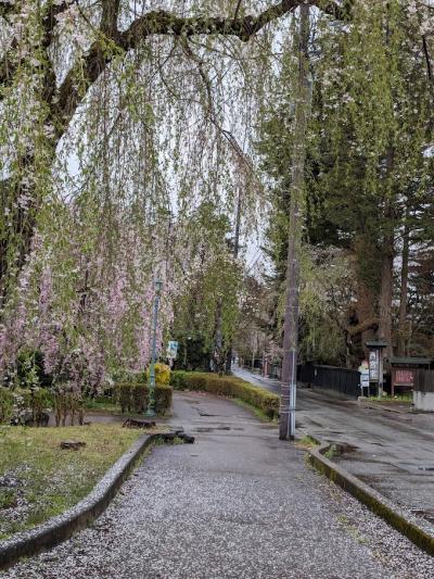 傘はさすほどではないが、雨がまだ残っていた。<br />ほとんどの人が武家屋敷通りに進むところ、私達は西宮家へ<br /><br />この通りも桜が多いが、しだれ桜は雨もあって散ってしまっていた。