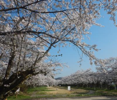 8：30頃、高山ICで降りて、高山旧市街に行く途中にある『宮川緑地公園』に到着しました。宮川下流の万人橋下にあり、市民の憩いの場となっています。平日の朝早かったせいか人が殆どいません。美しい桜が広々とした芝生広場の両側に植えられています。