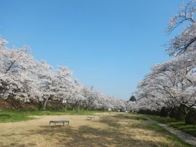 静まり返った公園に満開の桜がとても気持ち良いです。