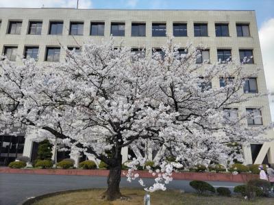 @4/12（金）<br />この日はマイナンバーの暗証番号更新のため、市役所へ。<br />ここには3本の桜が咲いていて、まずはソメイヨシノ…<br />ももっと咲いている。