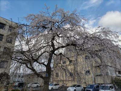 こちらは三春滝桜の子孫樹、本物にも負けない枝ぶりで。<br />一関市と福島県三春町は姉妹都市なので。<br />https://www.city.ichinoseki.iwate.jp/index.cfm/7,25492,156,html