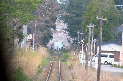 芦野公園駅に向かうと、前方にどんどん「桜のトンネル」が見えてきました。