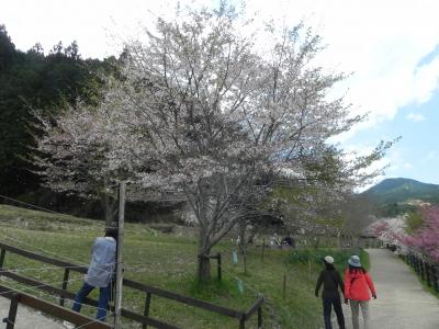 宇陀の里に、桜が咲き誇る。