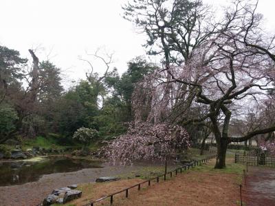 あいにくの雨の中、京都御苑へ。<br /><br />近衛邸跡の糸桜。