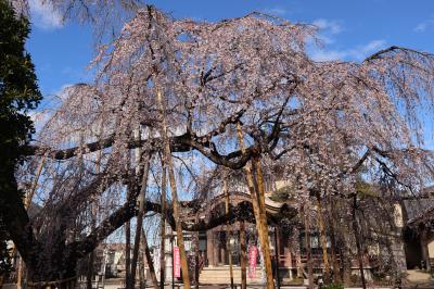 ここのしだれ桜は、樹齢は350年前後、高さ6.3メートル、根回り周囲が3.9メートル、枝張りは最大17.5メートルとのこと。<br />