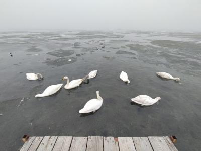 白鳥がいっぱい。