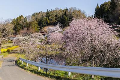 自宅から約4時間、最初の撮影場所、二本松市の「中島の地蔵桜」へやってきました。駐車場に車を置き、お目当ての地蔵桜へ向かいます。どうやらこの一画は地蔵桜を取り囲む様に桜が植えられている様です。