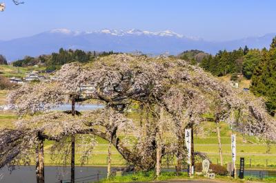 田んぼを背にして、一本桜の名木として名高い「中島の地蔵桜」がありました。遠くに残雪の安達太良連峰を望む絶景のローケーションです。