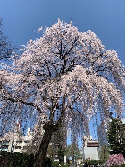 街中の桜。青空がありがたいです。