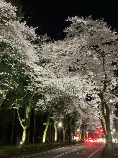 秩父宮記念公園の前の道路は桜が満開で、花のトンネルになっていました。